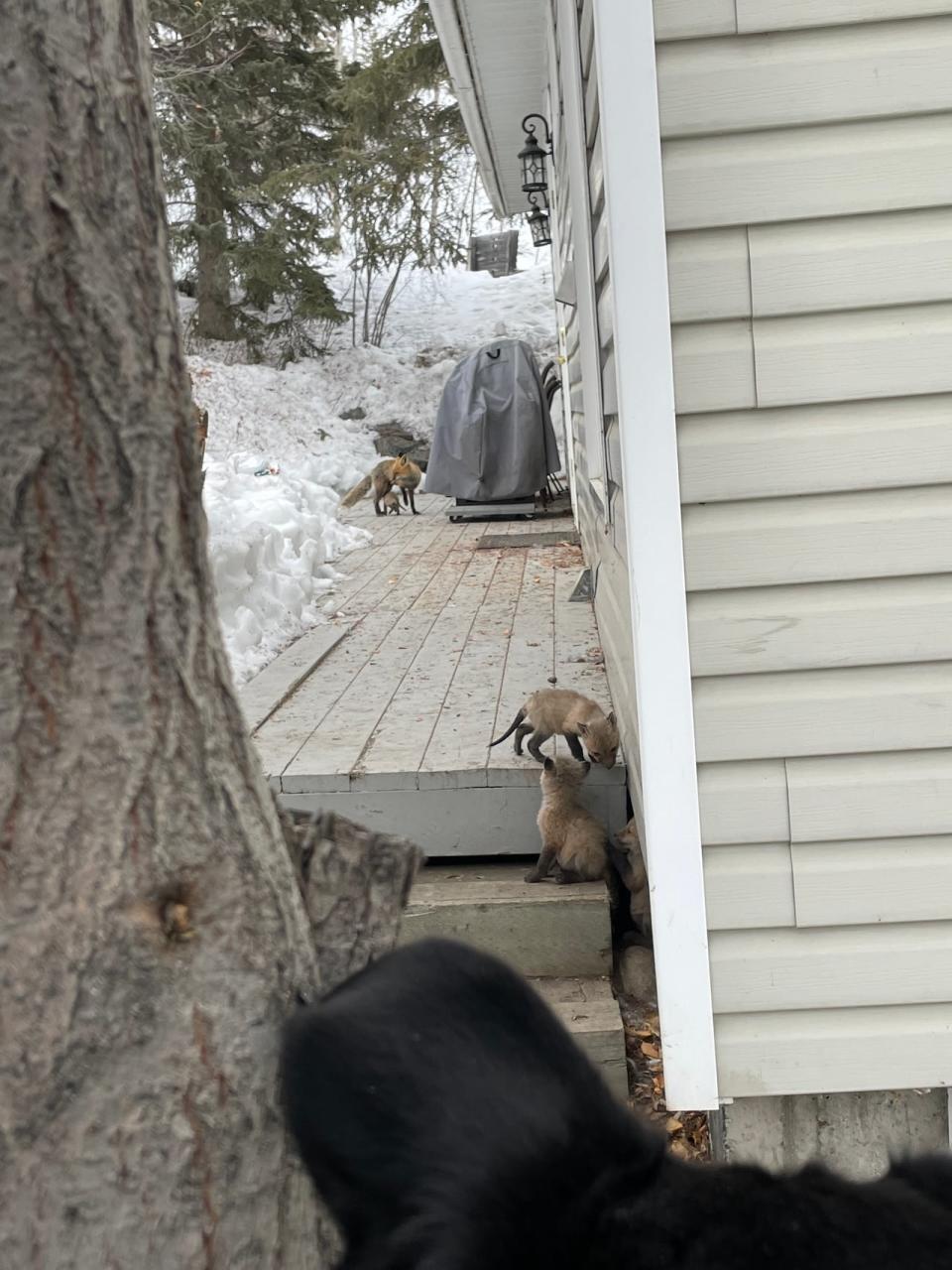 A mother fox and her kits are denning under a deck in Yellowknife — and it's not the first time a fox family has moved in, says neighbour Lana de Bastiani.