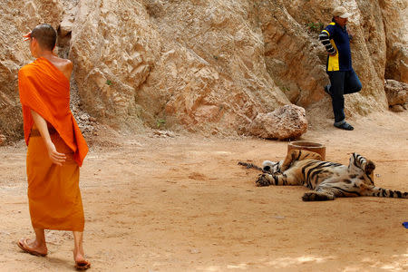 A Buddhist monk walks past a tiger before officials start moving them from Thailand's controversial Tiger Temple, a popular tourist destination which has come under fire in recent years over the welfare of its big cats in Kanchanaburi province, west of Bangkok, Thailand, May 30, 2016. REUTERS/Chaiwat Subprasom