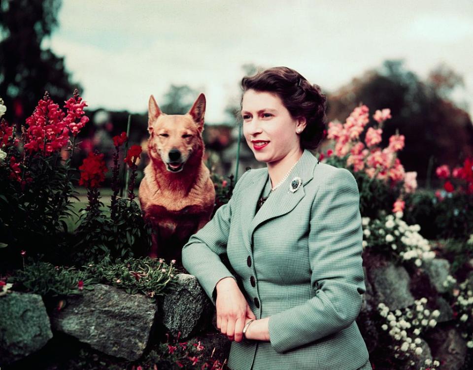 <p>The queen stands in a garden at Balmoral Castle with one of her Corgis.</p>