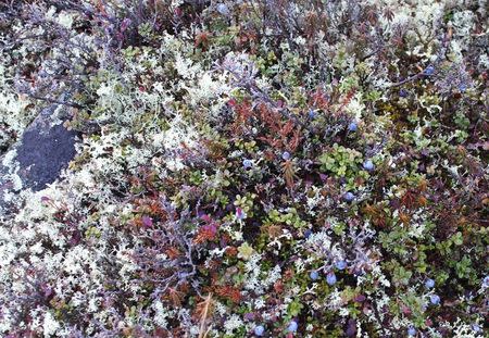 Wild blueberries and lichen grow on the tundra at the Kennady Diamonds exploration camp in the Northwest Territories in this picture taken September 25, 2015. REUTERS/Susan Taylor