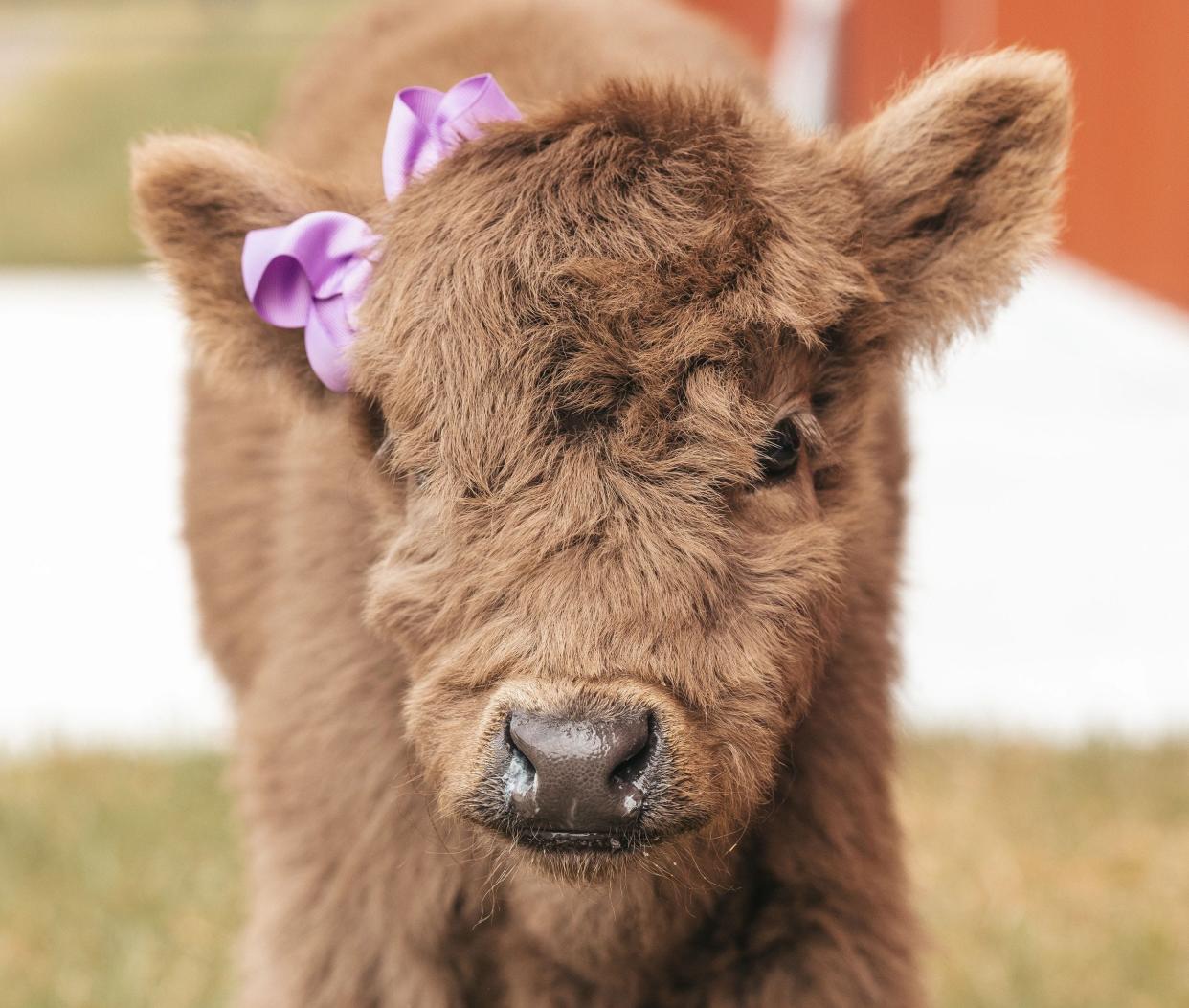 Ella May is a Highland Cow, also known as a mini cow, and is available to be bottle fed by the public.