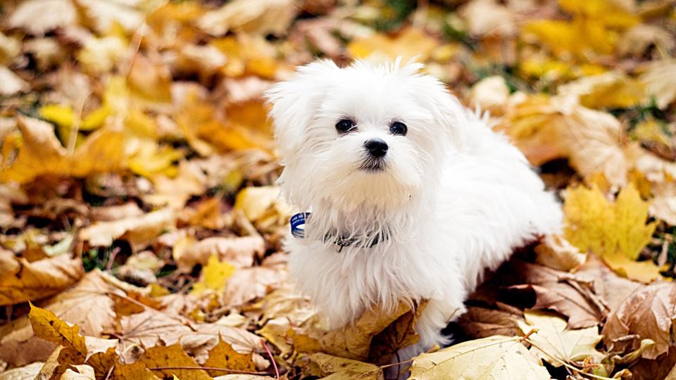 Maltese