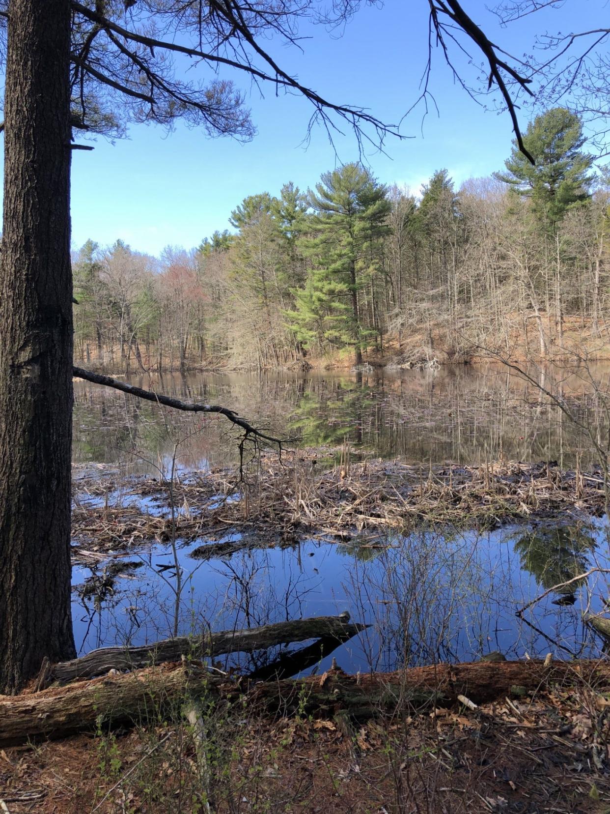 Beavers have built a beaver lodge along the far shore of St. Moritz Pond in West Quincy near Milton. The lodge is a small mound on the shoreline to the left of the evergreen tree in the center. Walkers can see signs of beaver activity on trees along trails.