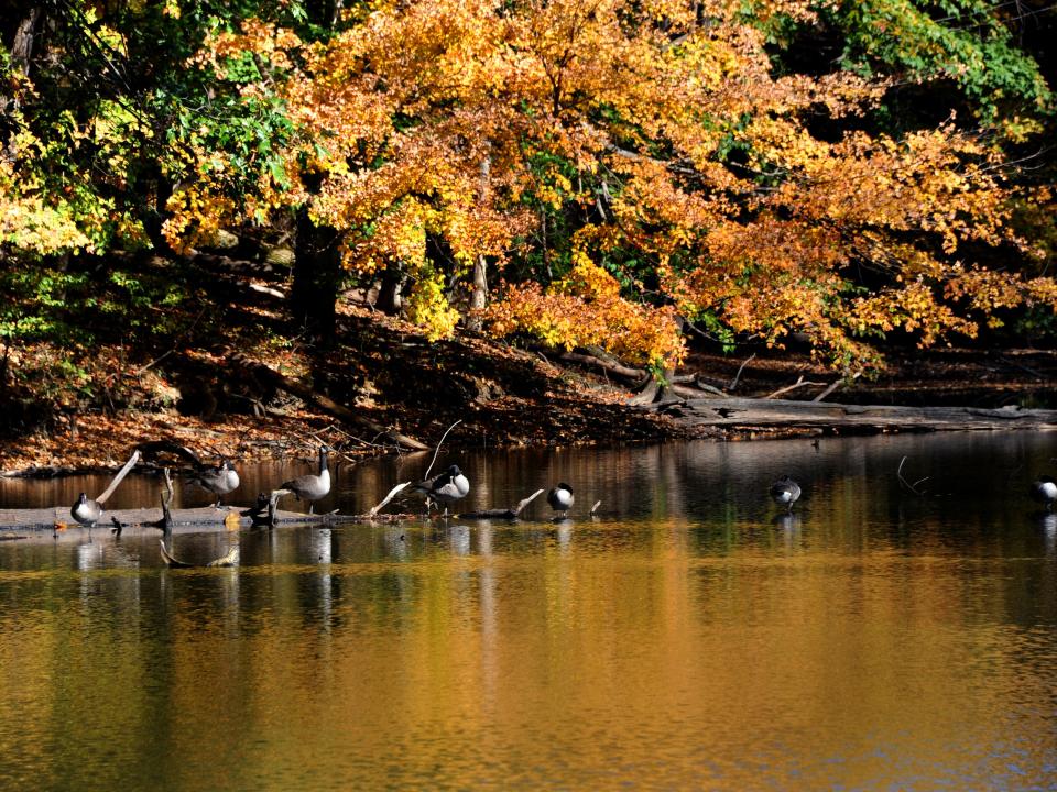 meeman shelby state park