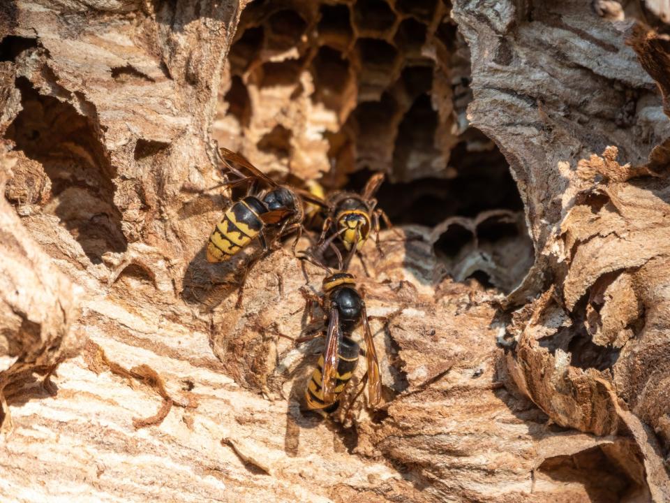 Friedliche Insekten