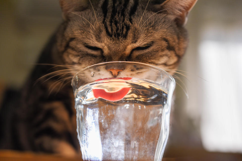 貓咪喝水很看心情，有時是基於好奇心，不妨多試幾種容器看看。（示意圖／Getty Images）