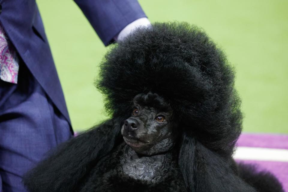 Of the over 200 competing breeds, poodle variations have snagged 11 Best in Show wins. AFP via Getty Images