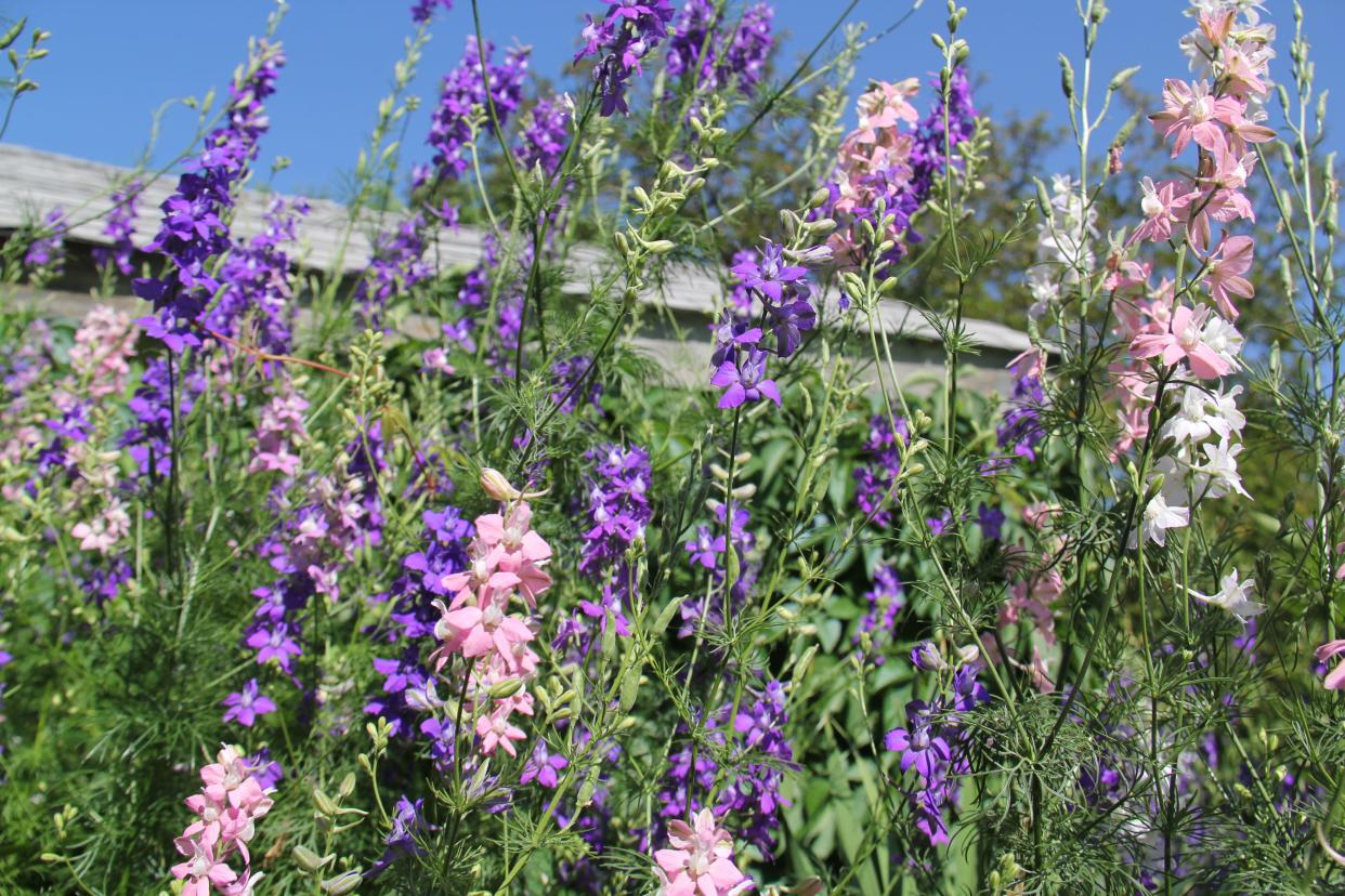 Some of the flowers blooming in Aubrey and Diana Dunbar's garden. The gardens will be open for tours during the Adel Garden Party on July 6.