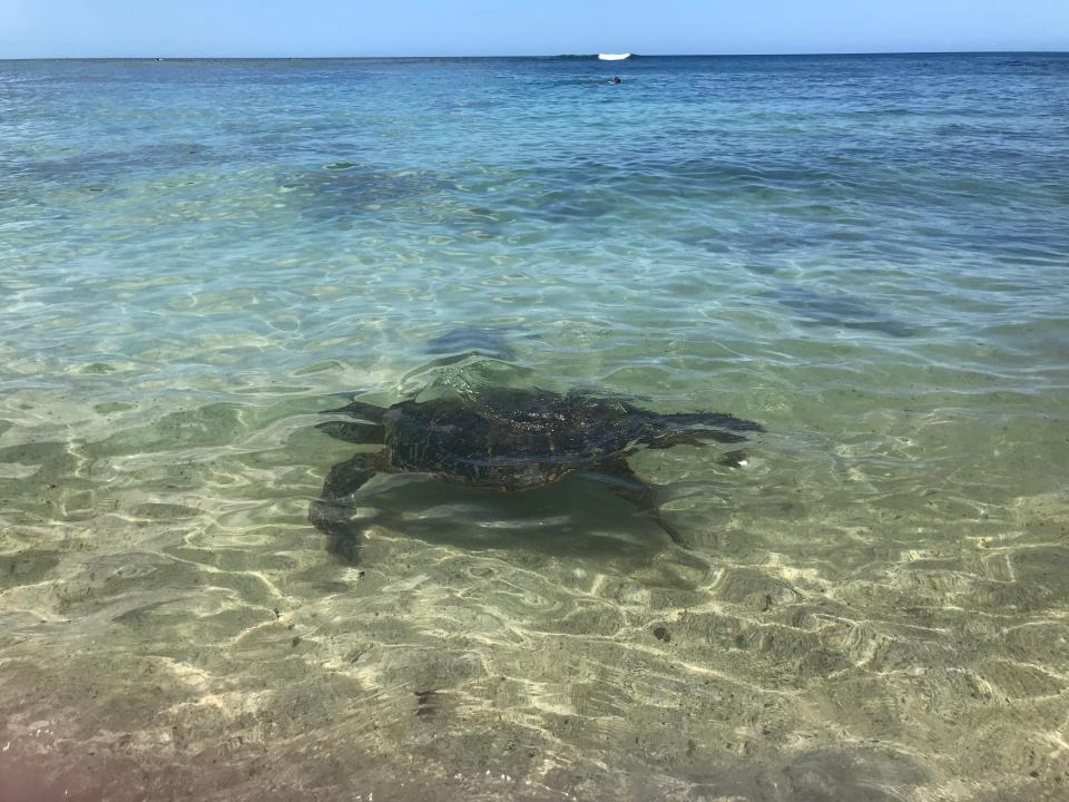 This photo shows a green sea turtle swimming off the coast of Hawaii.