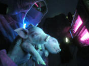 Two piglets glow with a flourescent green as they are held up against ultraviolet light as the little pigs turn on fluorescent green color under UV light in a lab of the Northeast Agricultural University in Harbin, northern China's Heilongjiang province, Tuesday, Dec. 26, 2006. The green flourescent genes were transferred from jelly fish and researchers claim China is only the fourth country after U.S., South Korea and Japan to have successfully transfered the genes to pigs. (AP Photo/EyePress)