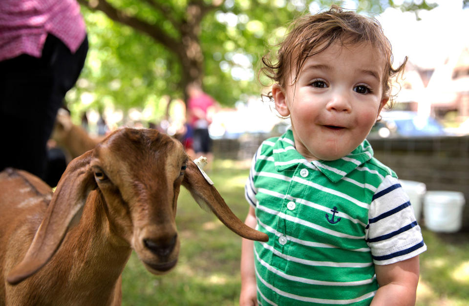 <p>Tal Guttman, 1, of Greenfield is surprised after getting kissed on the mouth by a goat during the Independence Day Celebration at Arsenal Park in Pittsburgh on Sunday, July 2, 2017. (Photo: Antonella Crescimbeni/Pittsburgh Post-Gazette via AP) </p>