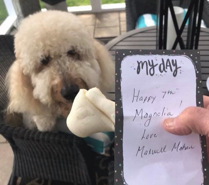 Goldendoodle Magnolia receives a birthday bone from her boyfriend Maxwell, an Airedale Terrier, in April 2018.