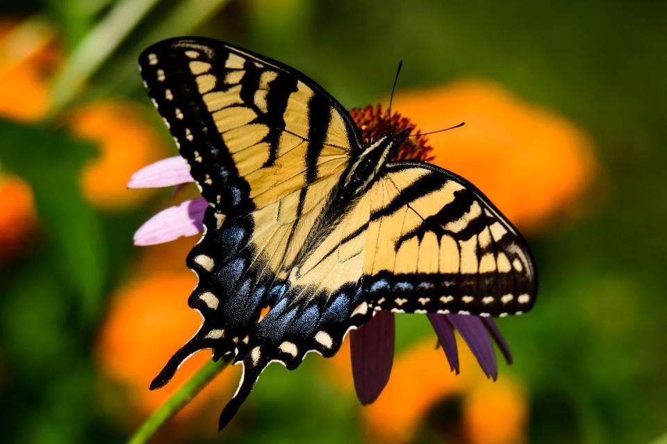 <p><strong>Eastern Tiger Swallowtail Butterfly</strong></p><p>In 1989, Alabama made the monarch butterfly its state insect. But <a href="https://archives.alabama.gov/emblems/st_masct.html" rel="nofollow noopener" target="_blank" data-ylk="slk:that same year;elm:context_link;itc:0;sec:content-canvas" class="link ">that same year</a>, it declared the Eastern Tiger Swallowtail Butterfly (pictured) its state mascot and state butterfly.<strong><br></strong></p>