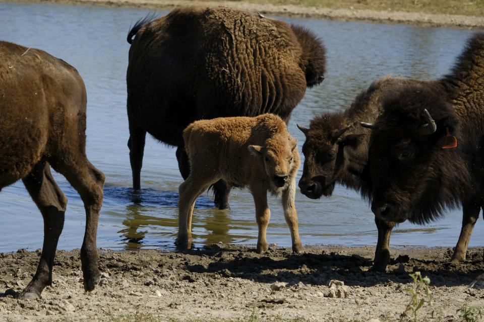 A young bison calf stands in a pond with its herd at Bull Hollow, Okla., on Sept. 27, 2022. The calf is one of the most recent additions born into the Cherokee Nation herd. In Oklahoma, the Cherokee Nation, one of the largest Native American tribes with 437,000 registered members, had a few bison on its land in the 1970s. But they disappeared. It wasn't until 40 years later that the tribe's contemporary herd was begun. (AP Photo/Audrey Jackson)