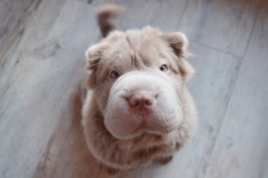 Shar hot sale pei furry