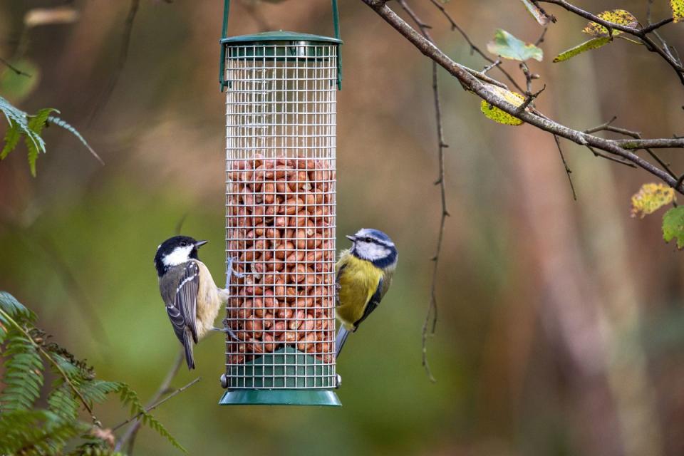 birds feeding on bird food