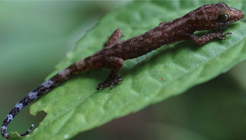 An Awal Riyanto’s bent-toed gecko sitting on a leaf.