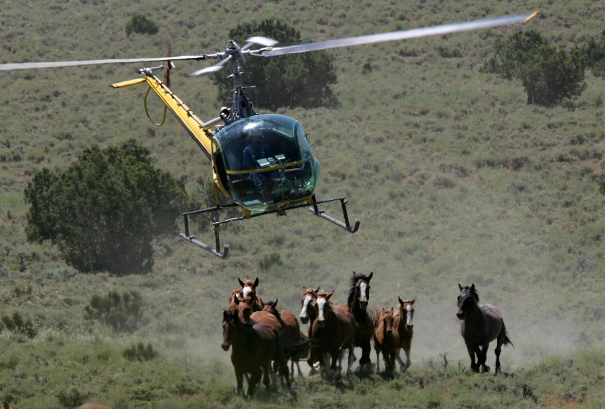 The US Bureau of Land Management rounds up a group of wild horses in Nevada: Justin Sullivan/Getty Images