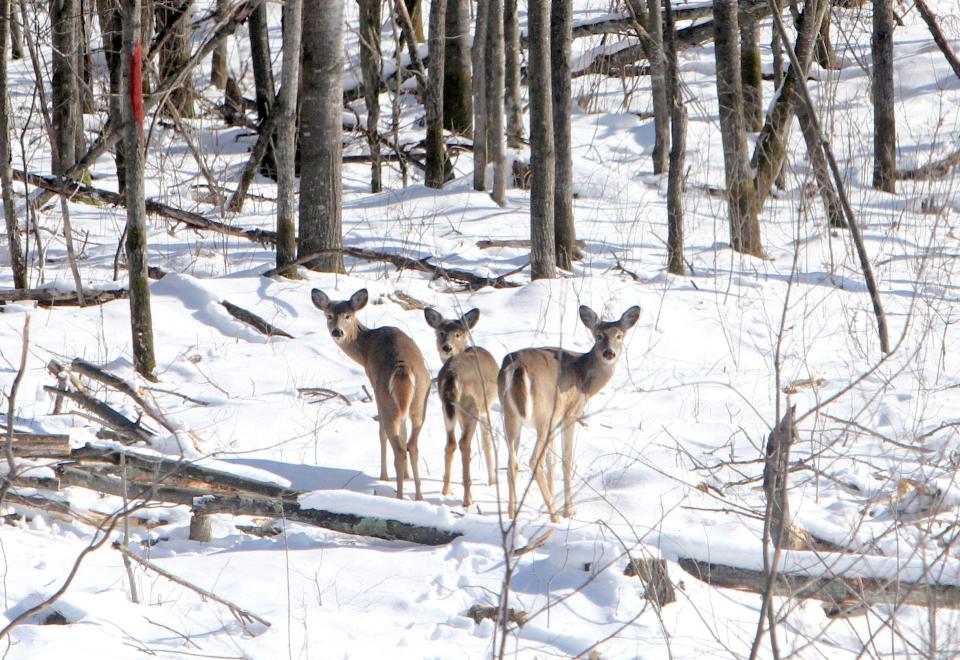Three antlerless deer pause while foraging near Winter, Wisconsin.