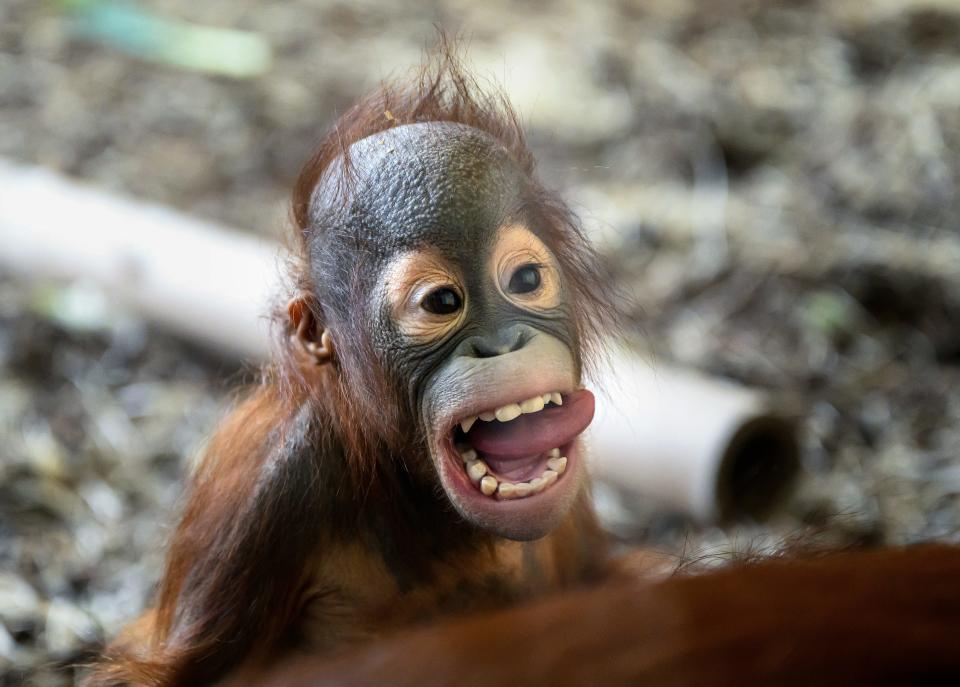 19-month-old Orangutan baby Kendari reacts next to mother Sari in their enclosure at Schoenbrunn Zoo in Vienna, Austria, on January 24, 2024. (Photo by Joe Klamar / AFP) (Photo by JOE KLAMAR/AFP via Getty Images)