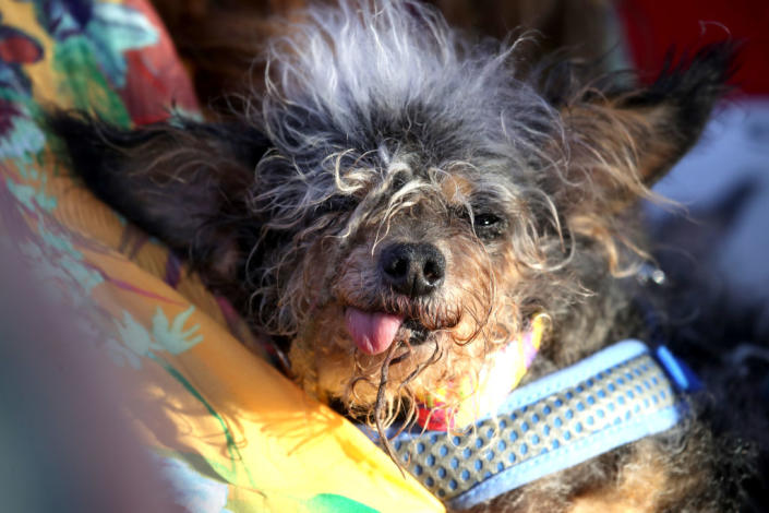 A dog Scamp the Tramp looks on after winning the World&#39;s Ugliest Dog contest at the Marin-Sonoma County Fair on June 21, 2019 in Petaluma, California. | Justin Sullivan&#x002014;Getty Images