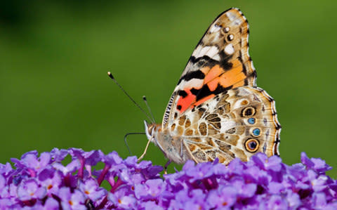 A Painted Lady butterfly  - Credit: Krys Bailey / Alamy Stock Photo