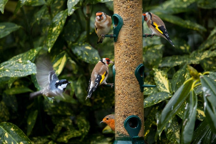 <span class="caption">Garden bird sightings were up during lockdown.</span> <span class="attribution"><a class="link " href="https://www.shutterstock.com/image-photo/garden-birds-on-silo-bird-feeder-770437729" rel="nofollow noopener" target="_blank" data-ylk="slk:Roel Slootweg/Shutterstock;elm:context_link;itc:0;sec:content-canvas">Roel Slootweg/Shutterstock</a></span>