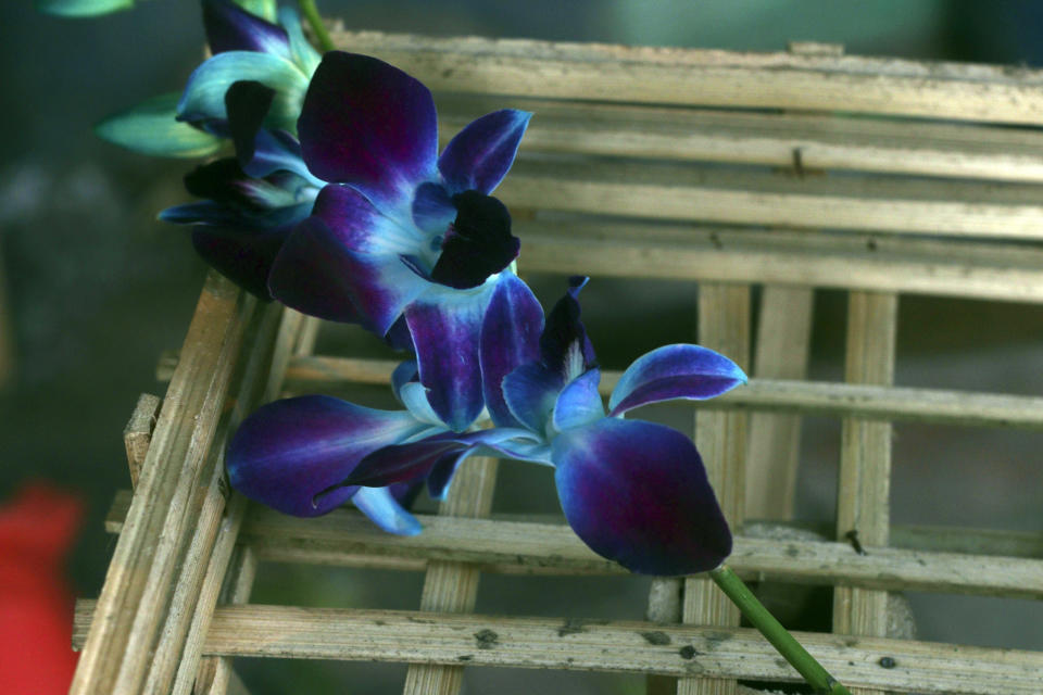 Orchid flower is shown at a flower shop in New Delhi, India, on Monday, Feb. 12, 2024. Long-lasting when given the proper light and care, orchids "express the value of longevity you have for your relationship,” said Rajiv Kumar, who owns a flower shop, GiftO2, in New Delhi. (AP Photo/Verda Subzwari)