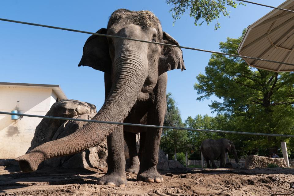 Cora, the Topeka Zoo's 65-year-old Asian elephant, backs into a rock structure and waves her trunk Thursday as Tembo, the zoo's 53-year-old African elephant, wanders the yard in their exhibit.