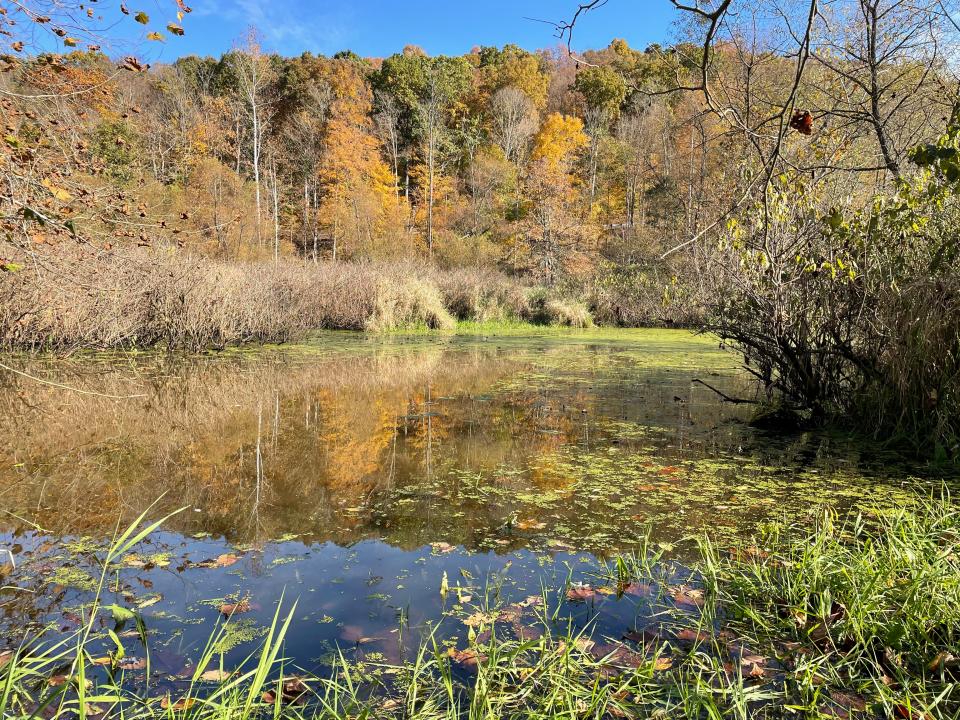 These wetlands are part of the 150-plus acres of the Crane Swamp that will be renovated with funds from an H2Ohio grant received by the Killbuck Watershed Land Trust.