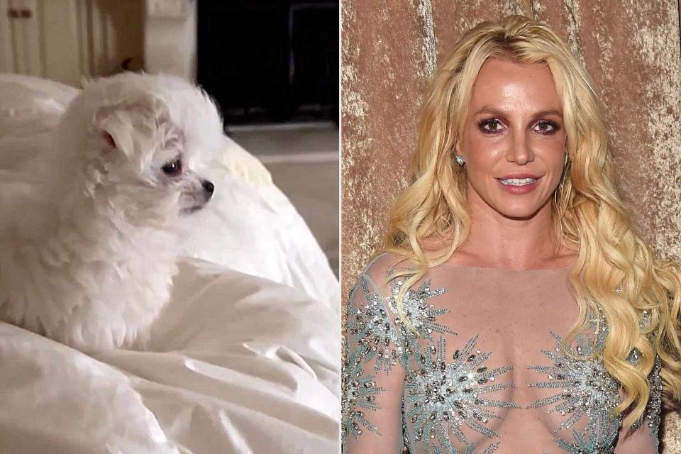 <p>britney spears/instagram</p> Britney Spears and dog Snow