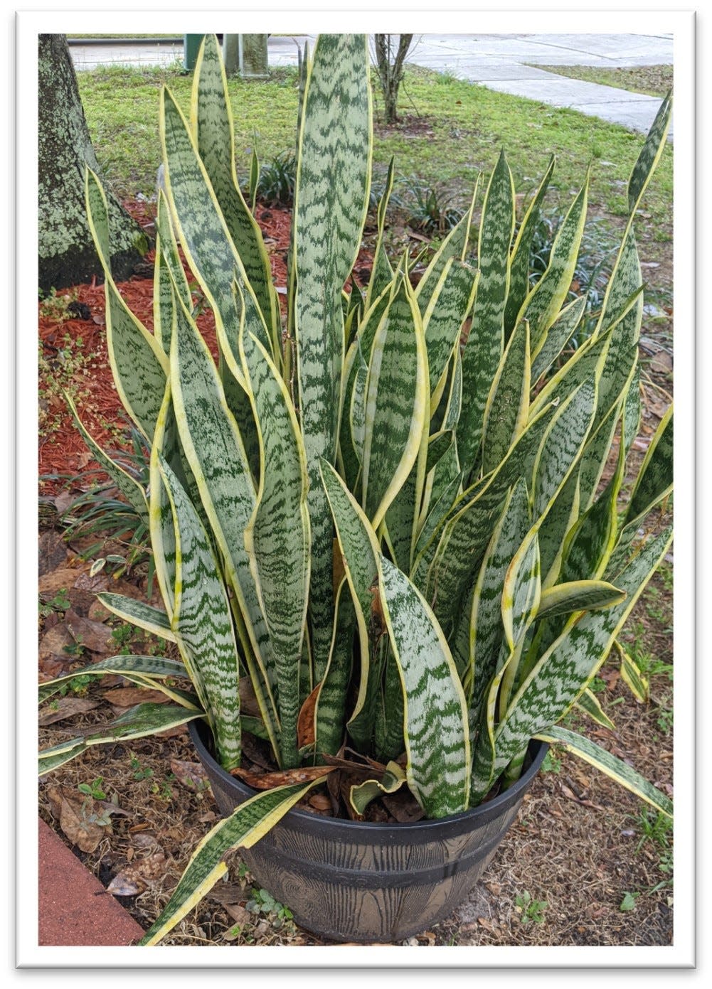 Snake plant (Dracaena tifasciata) is a hardy houseplant that can harm your pets and should be avoided if you share your home with dogs or cats prone to chewing on plants.