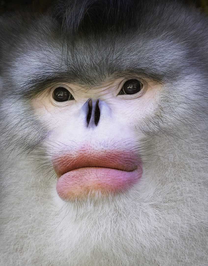 Yunan Snub Nosed Monkey