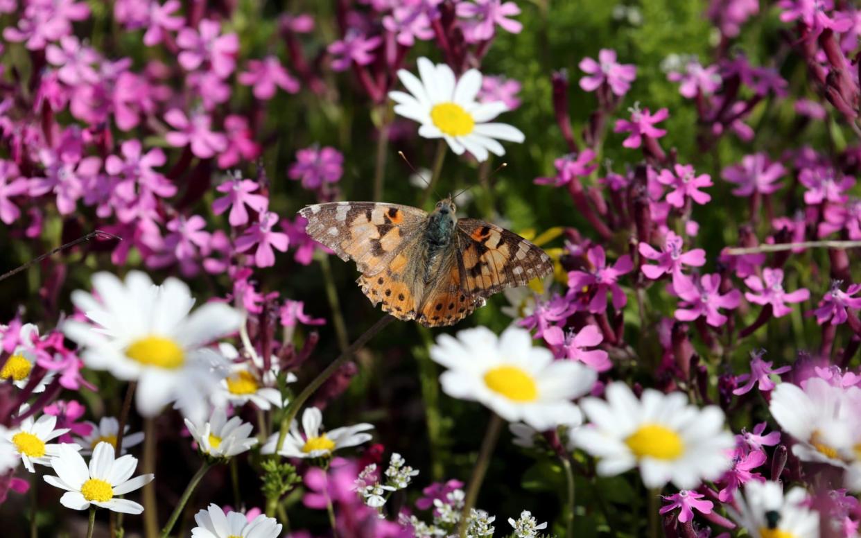 One of the gardens is going to attract butterflies to help people reconnect with nature and treat their mental health issues - REUTERS