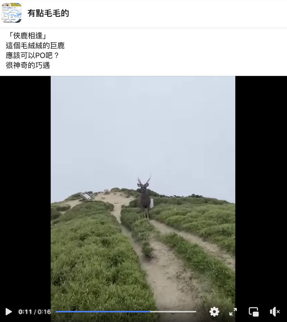 山友在奇萊山遇到巨大水鹿，直呼幸運。（翻攝自有點毛毛的臉書）