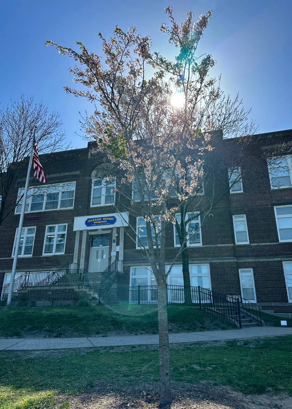 A tree is shown at Jackson Avenue School, in Hackensack. Wednesday, April 12, 2023