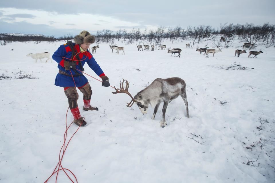 In this photo taken on Thursday, Feb. 2, 2017, Sami reindeer herder Jon Mikkel Eira captures a reindeer at Nightwater (Idjajavri) 20 kilometers outside Karasjok, Norway. The indigenous people of Europe's Arctic region are celebrating the centenary of their national day this week with some 120 events planned in Norway. Monday’s start to weeklong festivities marks the centenary of the Sami people’s first congress in Trondheim, Norway, in 1917. Seventy-five years later, the Sami declared Feb. 6 their national day. ( Heiko Junge /NTB Scanpix via AP)