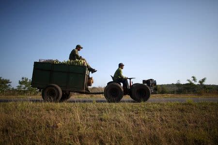 Farmer Wilber Sanchez, 30, (R), drives a tractor near San Antonio de los Banos, carrying corn to be sold to small shops, on the highway in Artemjsa province, Cuba, April 13, 2016. REUTERS/Alexandre Meneghini