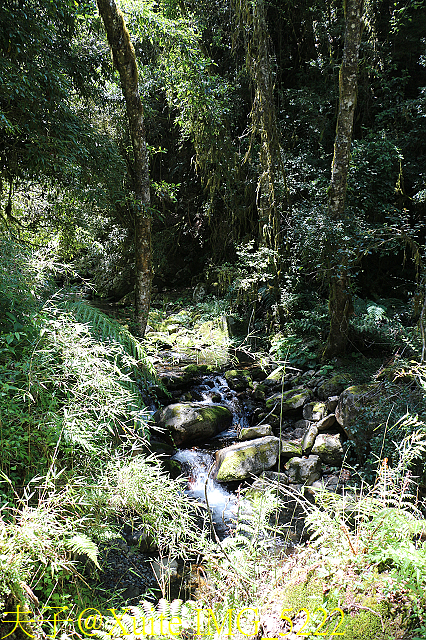 IMG_5222.jpg - 宜蘭南山部落迷霧森林 2018/07/28