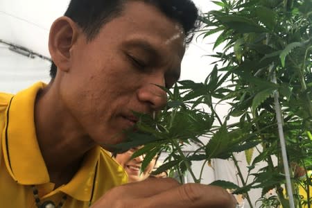 FILE PHOTO: A man smells cannabis plants as he attends Cannabis Expo in Buriram province