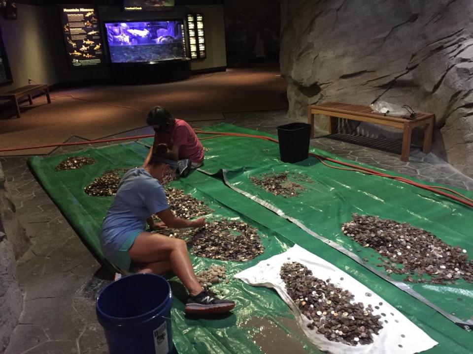 Aquarium staff spent days sifting through the coins, cleaning them and leaving them out to try on tarps.