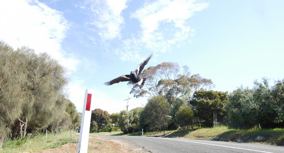 Australian magpies are notorious for swooping. Source: Getty Images