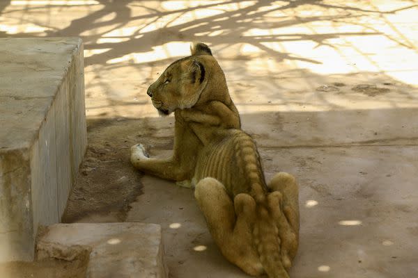 According to reports, they have barely eaten in weeks, with the zoo's owners struggling to feed them, with some losing around two-thirds of their body weight.