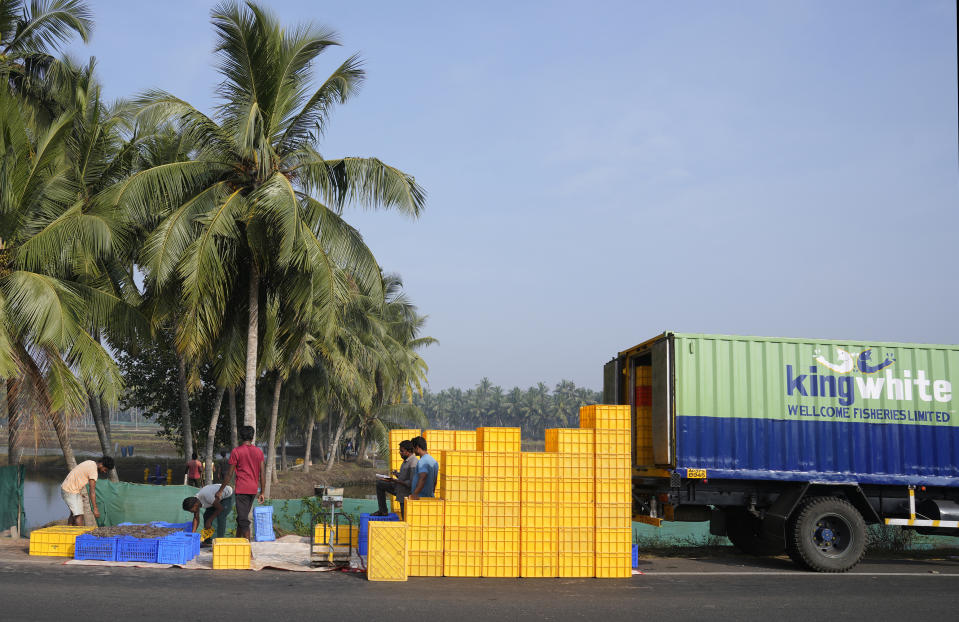 Workers along a highway load shrimp into a Kingwhite Wellcome Fisheries branded truck in Amalapuram, in the Indian state of Andhra Pradesh, Tuesday, Feb. 13, 2024. In the past year Wellcome shipped 3,800 tons of shrimp to the U.S. in the past year, including to distributors Great American Seafood Co, Pacific Coral Seafood and Ore-Cal. The Great American Seafood Co. says on its website that it sells to dozens of food suppliers and supermarket chains, from Sysco and US Foods to Whole Foods and WinCo Foods. (AP Photo/Mahesh Kumar A.)