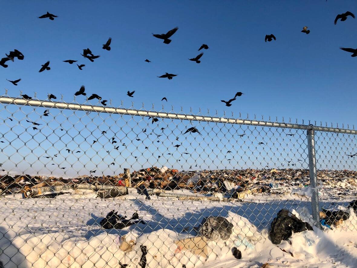 Birds fly over the landfill in Iqaluit. The city intends to open a new landfill by 2025, but the project is already overbudget and, according to some councilors and construction experts, insufficient. (Beth Brown/CBC - image credit)