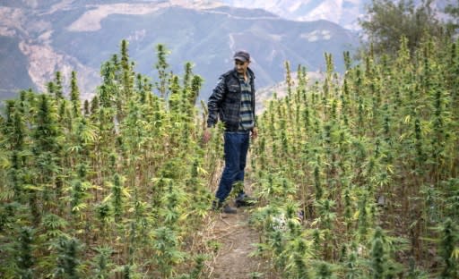 Although still coveted by afficionados, Morocco's local strain of marijuana, known as Beldiya, is gradually disappearing from the fields in the North African kingdom