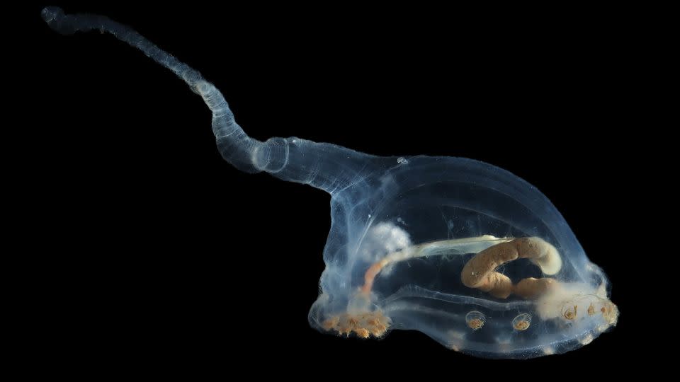 Ein durchsichtiges Tiefseelebewesen, das Unicumber genannt wird.  - NHMDeepSea Group/Natural History Museum, Vereinigtes Königreich