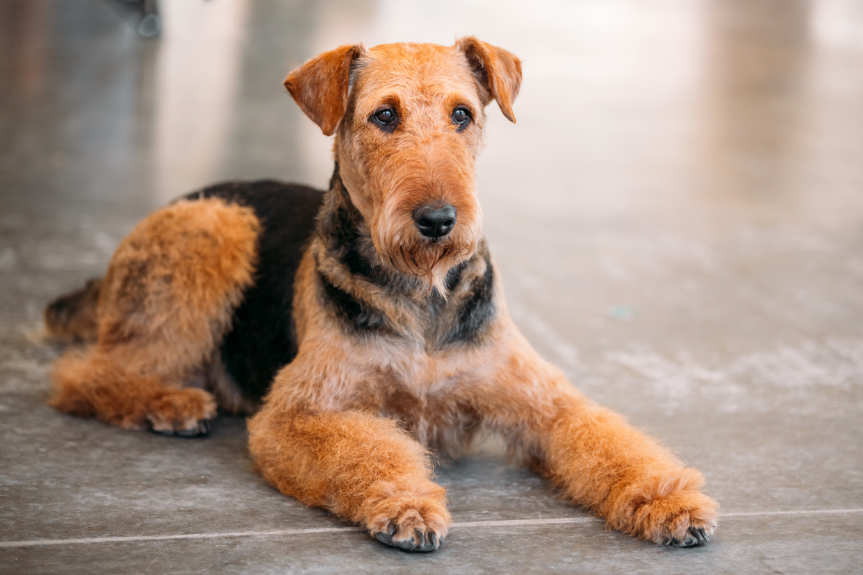 Attentive light brown and black Airedale Terrier dog laying on a grey vinyl floor in a home with a blurred background of shadows on the floor