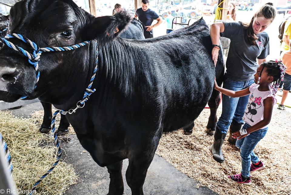 Caroline Shank of Boonsboro shows Londyn Maynard how to brush a cow at the Washington County Ag Expo on Monday.  Shank is a fourth generation 4-H'er.