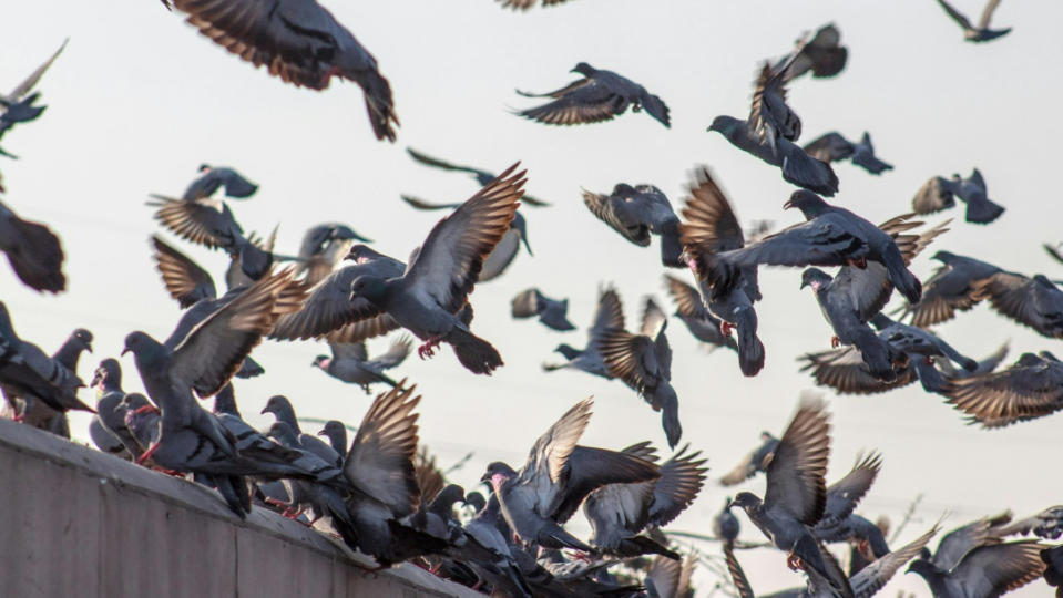 野鴿可能導致組織胞漿菌病、隱球菌病和鸚鵡熱。Pexels